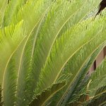 Cycas revoluta - Fougère palmier