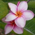 Frangipanier - Plumeria rubra