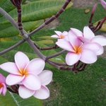 Frangipanier - Plumeria rubra