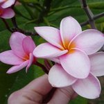 Frangipanier - Plumeria rubra