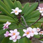 Frangipanier - Plumeria rubra