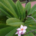 Frangipanier - Plumeria rubra