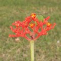 Jatropha - Arbre bouteille