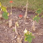 Jatropha - Arbre bouteille