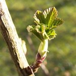 Groseillier - Ribes rubrum