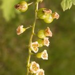 Groseillier - Ribes rubrum