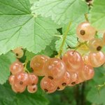 Groseillier - Ribes rubrum