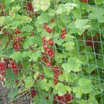 Groseillier - Ribes rubrum