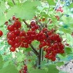 Groseillier - Ribes rubrum