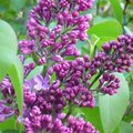 Lilas - Syringa vulgaris