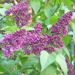 Lilas - Syringa vulgaris