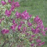 Lilas - Syringa vulgaris