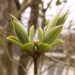Lilas - Syringa vulgaris