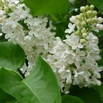 Lilas - Syringa vulgaris