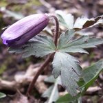 Anemone blanda -  Anémone de Grèce