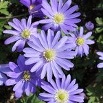 Anemone blanda -  Anémone de Grèce