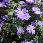 Anemone blanda -  Anémone de Grèce