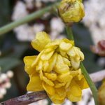Corête du Japon - Kerria japonica