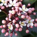 Skimmia japonica