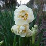 Narcisse 'Bridal Crown'