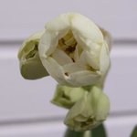 Narcisse 'Bridal Crown'