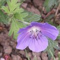 Géranium 'Johnson's Blue'