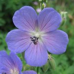 Géranium 'Johnson's Blue'