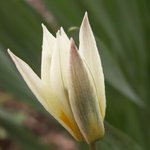 Tulipe du Turkestan - Tulipa turkestanica