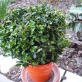 Buis - Buxus sempervirens