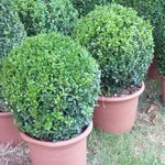 Buis - Buxus sempervirens