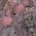 Cotinus coggygria - Arbre à perruques