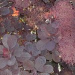 Cotinus coggygria - Arbre à perruques