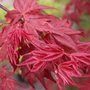 Acer palmatum 'Deshojo'