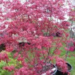 Acer palmatum 'Deshojo'