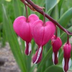 Coeur-de-Marie - Dicentra spectabilis 