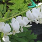 Coeur-de-Marie - Dicentra spectabilis 