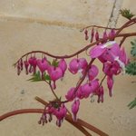 Coeur-de-Marie - Dicentra spectabilis 