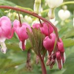 Coeur-de-Marie - Dicentra spectabilis 