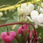 Coeur-de-Marie - Dicentra spectabilis 