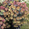 Euphorbe amygdaloides 'Blackbird' - Euphorbia