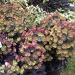 Euphorbe amygdaloides 'Blackbird' - Euphorbia