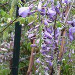 Glycine - Wisteria