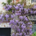 Glycine - Wisteria