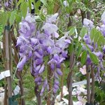 Glycine - Wisteria