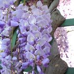 Glycine - Wisteria