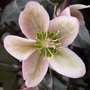 Hellebore nigercors 'Pirrouette' - Rose de Noël