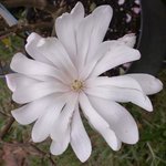 Magnolia stellata 'Waterlily'