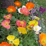 Pavots d'Islande - Papaver nudicaule