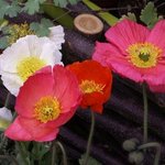 Pavots d'Islande - Papaver nudicaule