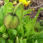 Pavots d'Islande - Papaver nudicaule